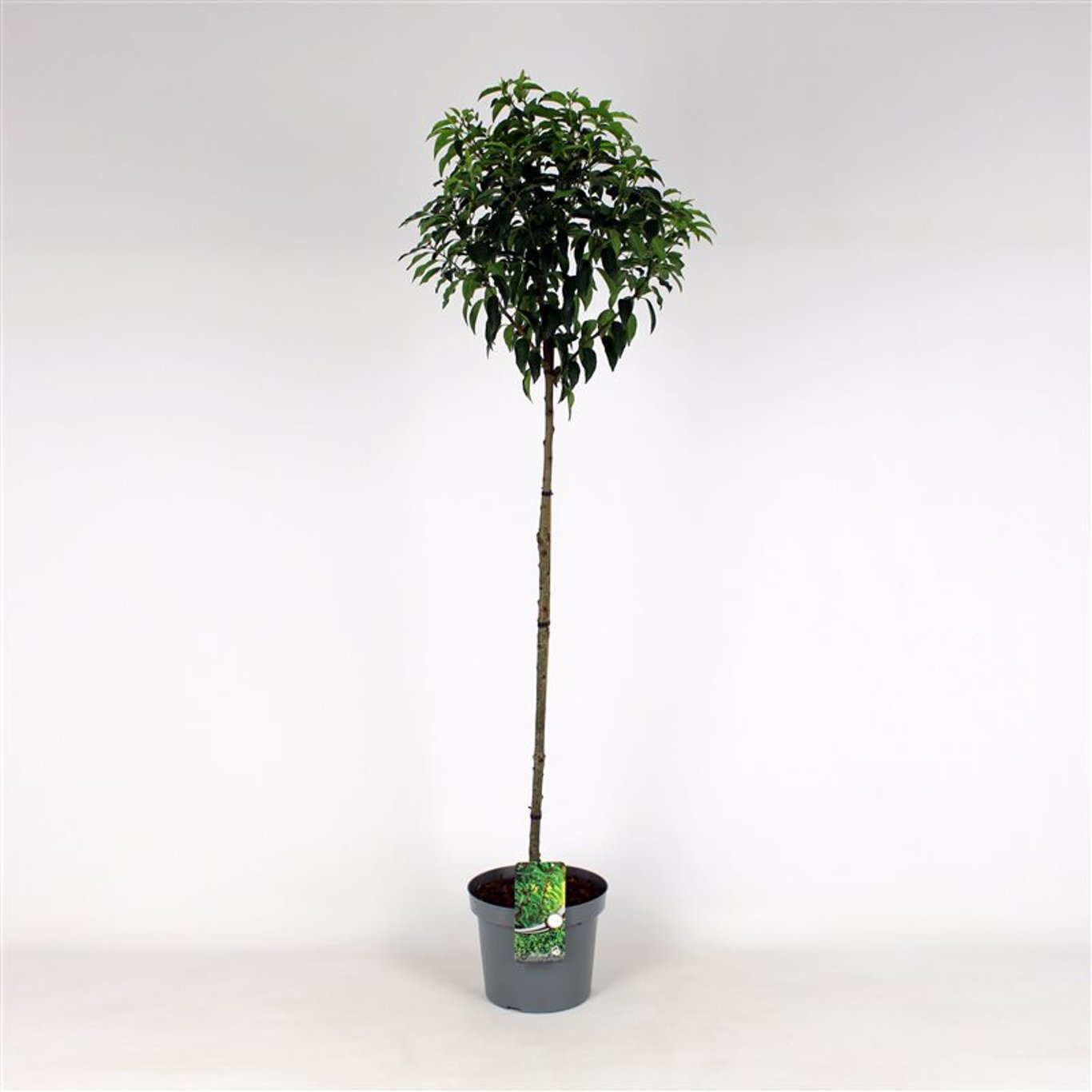 NIET GEBRUIKEN - 120 CM Stem C12